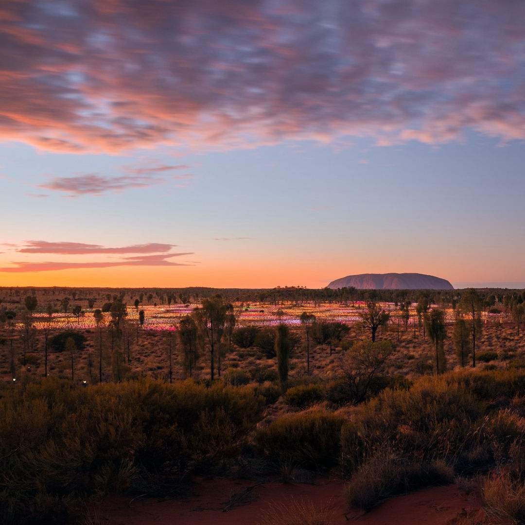 Field of light Uluru - Image courtesy Tourism Australia
